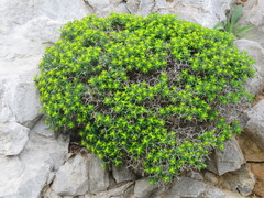 Euphorbia acanthothamnos