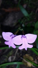 Cynorkis purpurea image