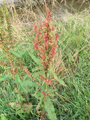 Rumex