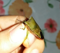 Piezosternum subulatum