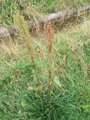 Rumex