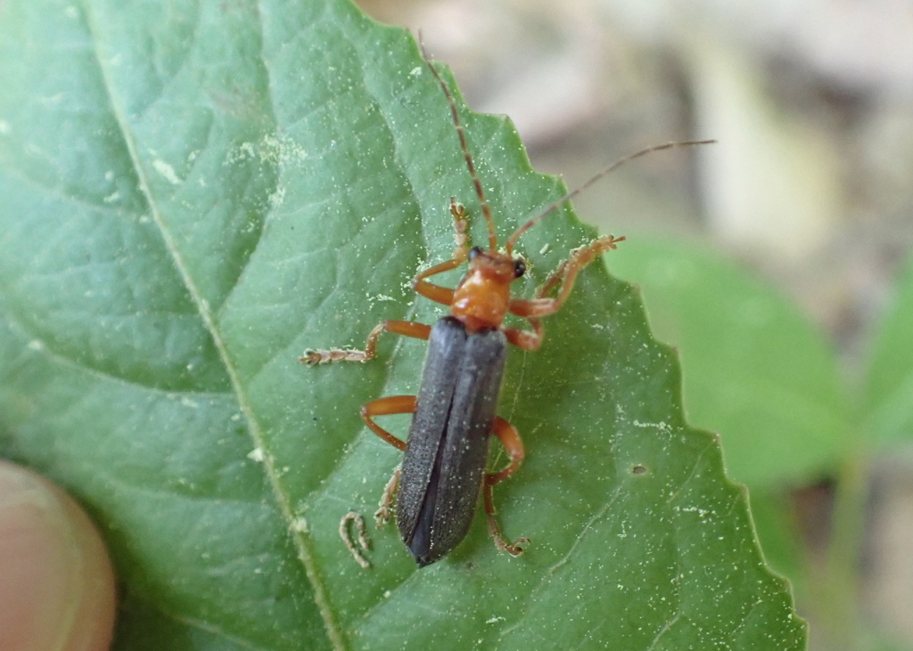 Pacificanthia downiei