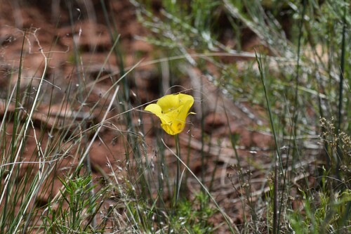 Image of Calochortus aureus by (c) William Harmon, some rights reserved (CC BY)