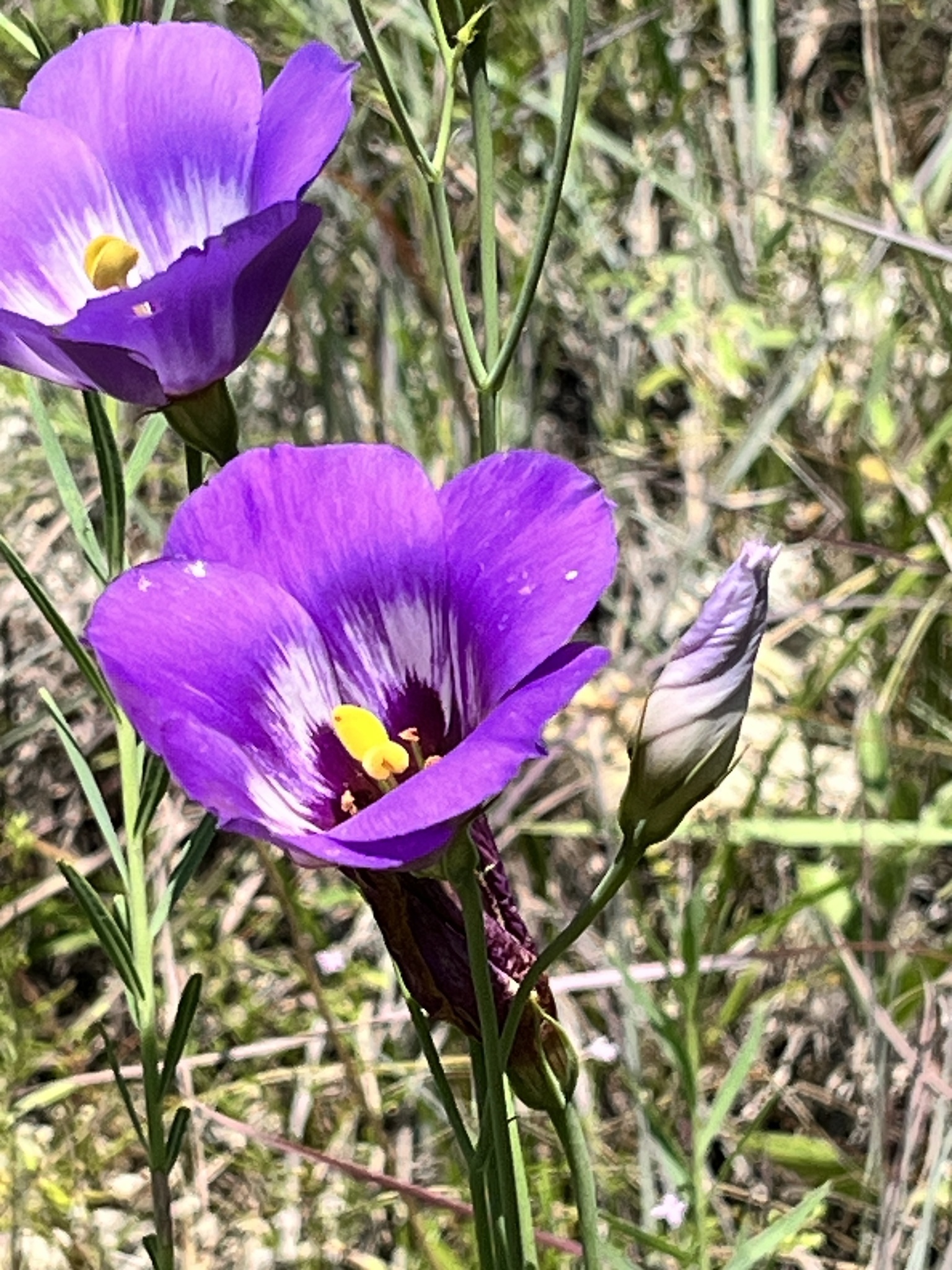 Imagem de Lisianthus