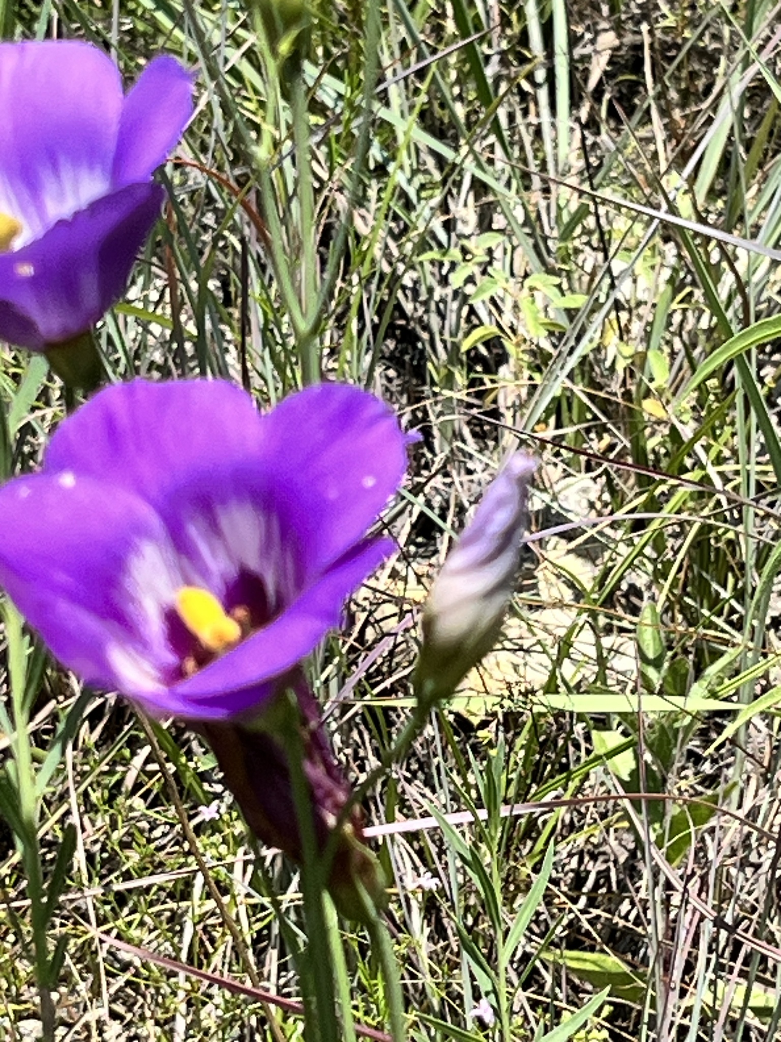 Imagem de Lisianthus