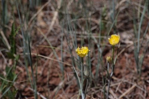 golden mariposa lily (Calochortus aureus)
