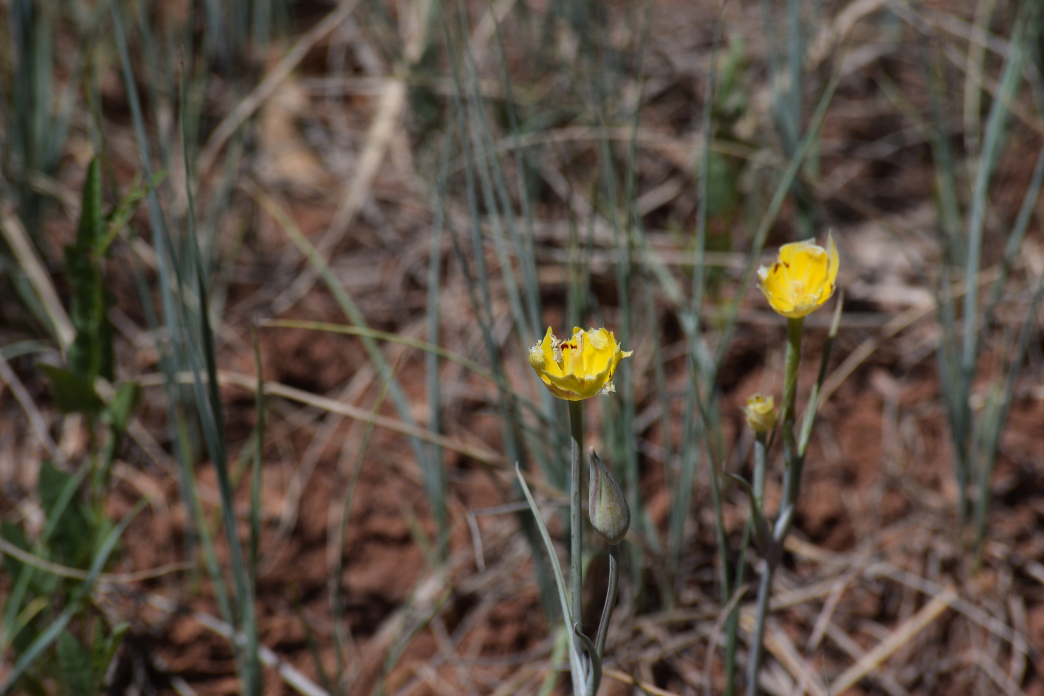 Golden Mariposa Lily (Calochortus aureus)