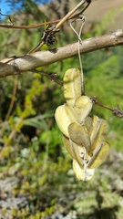 Dioscorea quartiniana