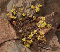 Dudleya variegata
