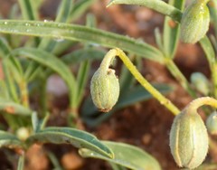 Senna pumilio