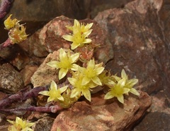 Dudleya variegata