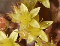 Dudleya variegata