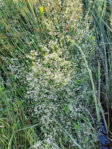 Great Marsh-bedstraw (Galium elongatum)