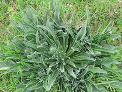 Echium italicum biebersteinii
