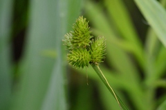 Carex bebbii
