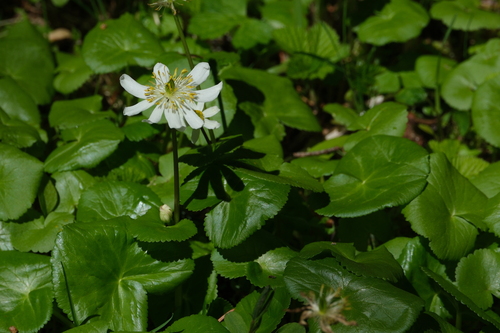 Image of Caltha biflora by (c) Walter A Siegmund, some rights reserved (CC BY-SA)