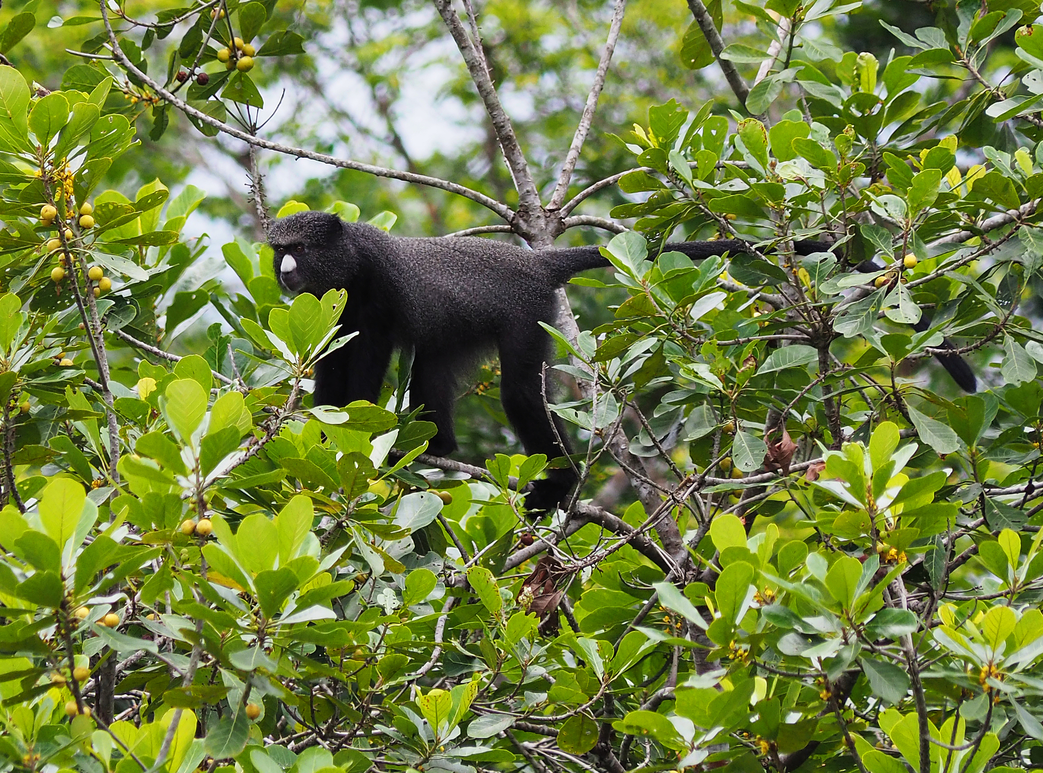 Putty-nosed Monkey (Cercopithecus nictitans) · iNaturalist