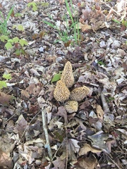 Morchellaceae