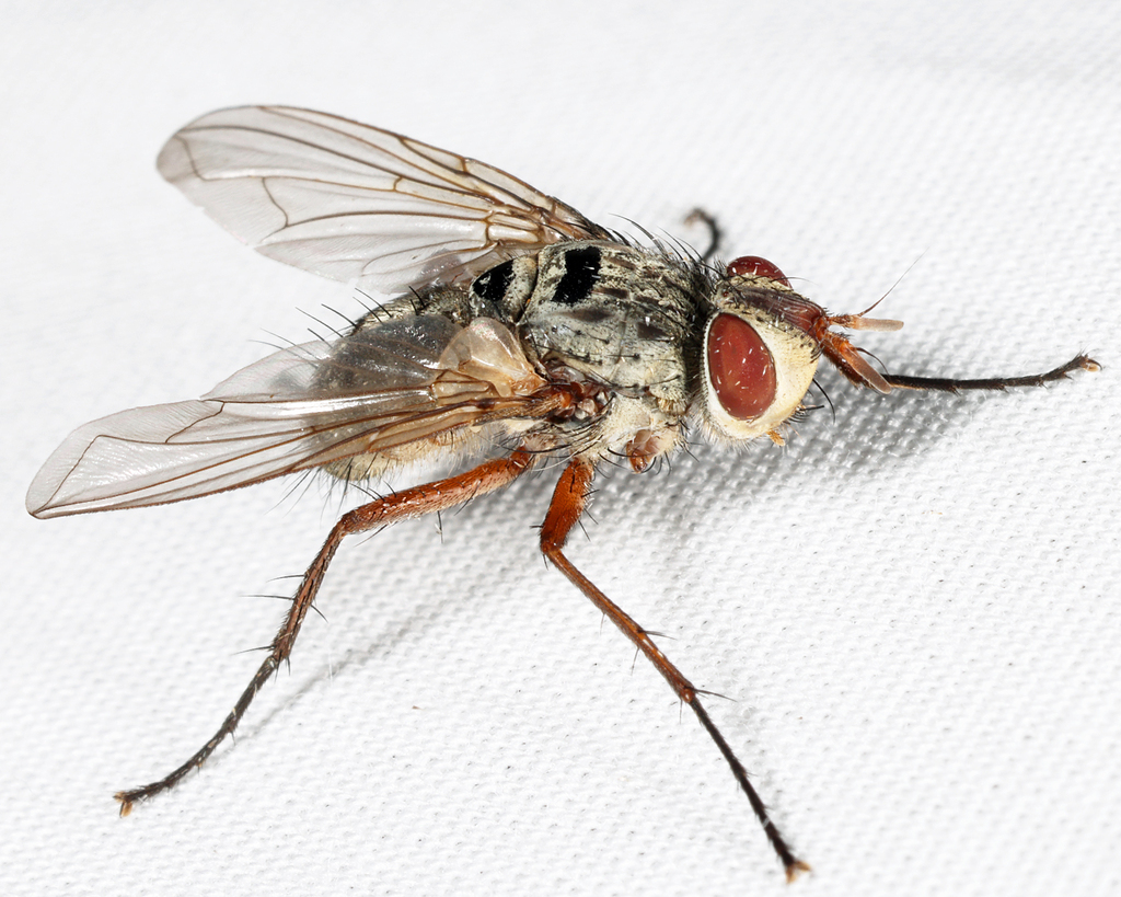 Cryptomeigenia