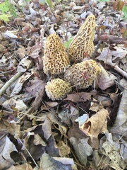 Morchellaceae