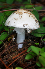 Amanita verna