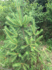 Pinus sylvestris
