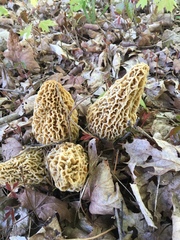 Morchellaceae