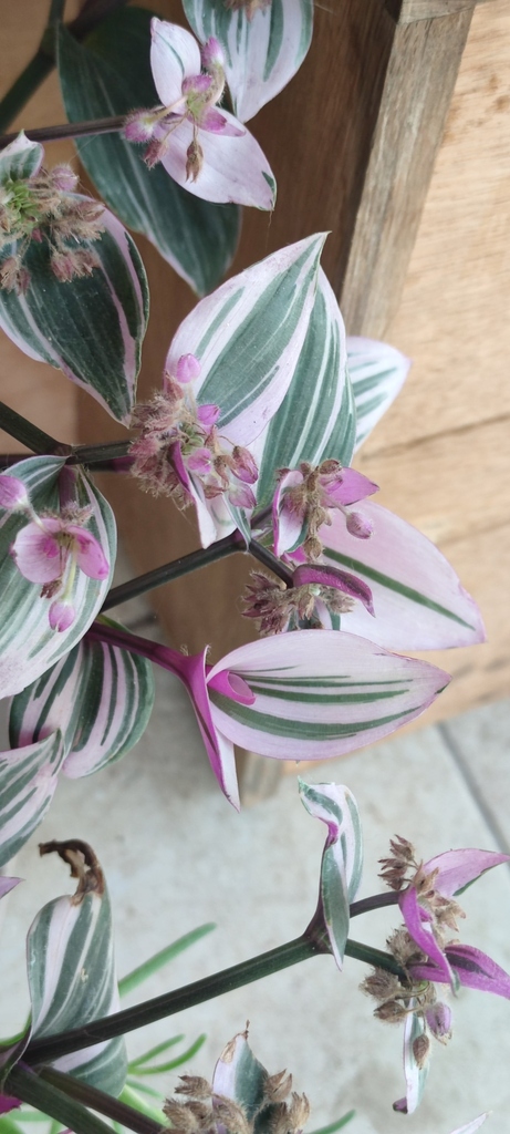 Pink-variegated Tradescantia stems and fleshy leaves