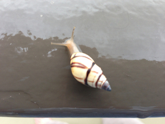 Drymaeus multilineatus