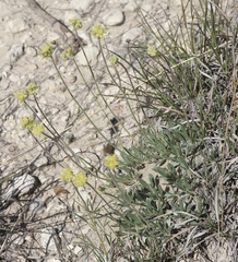 Eriogonum lachnogynum