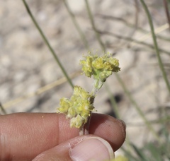 Eriogonum lachnogynum