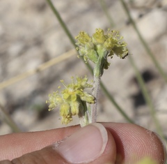 Eriogonum lachnogynum