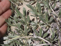 Eriogonum lachnogynum
