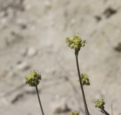 Eriogonum lachnogynum