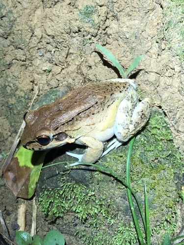 Peru White-lipped Frog, Leptodactylus rhodonotus