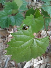 Chrysomela interrupta