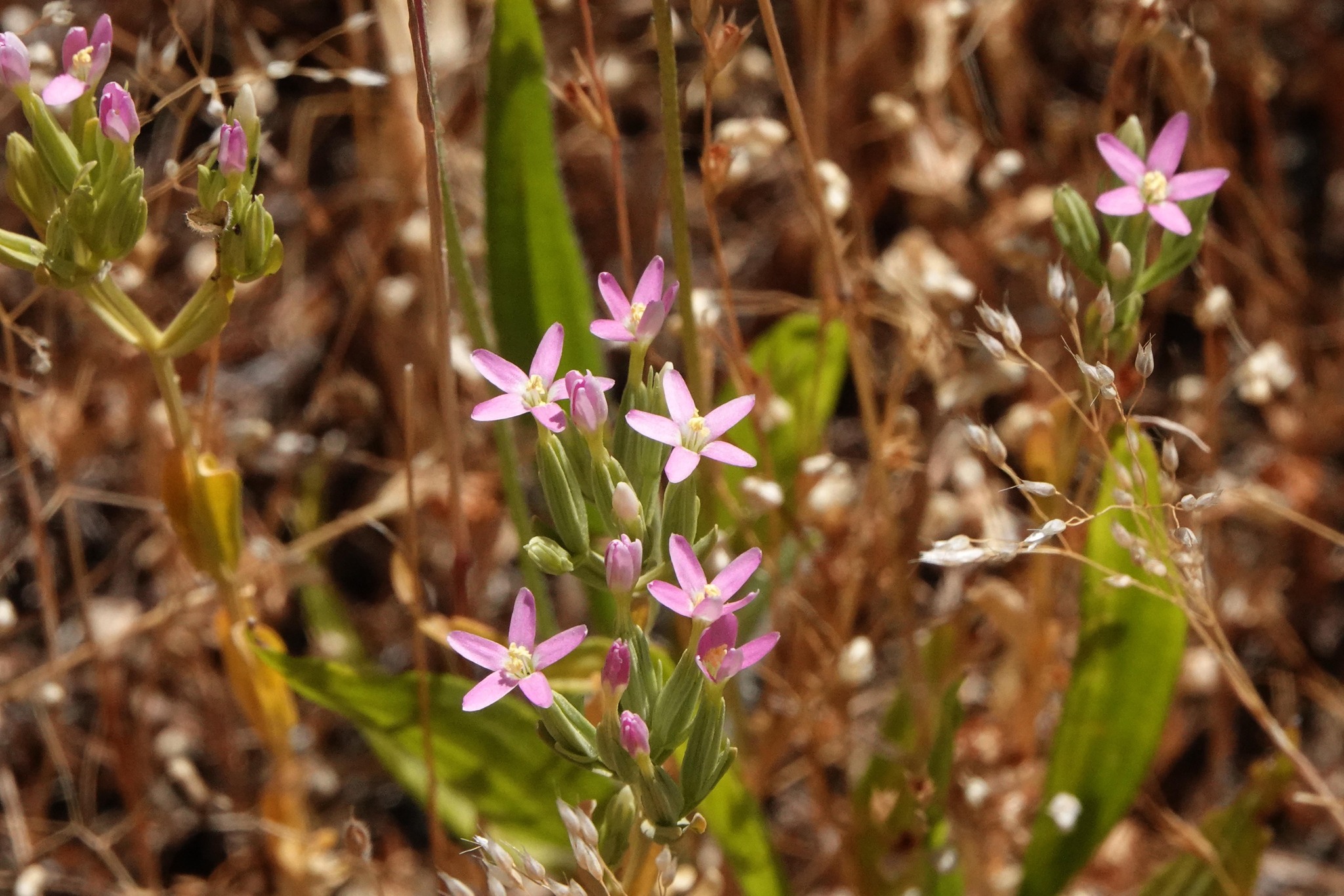 Zeltnera muehlenbergii