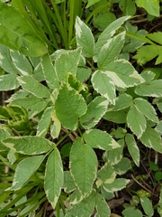 Aegopodium podagraria