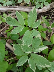 Aegopodium podagraria