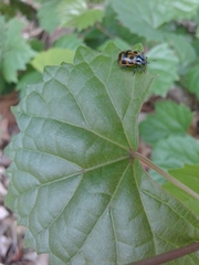 Chrysomela interrupta