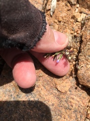 Githopsis diffusa diffusa