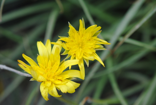 Image of Gelasia cretica by (c) Ronald Flipphi, some rights reserved (CC BY-SA)