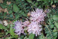 Centaurea raphanina raphanina