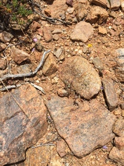 Githopsis diffusa diffusa