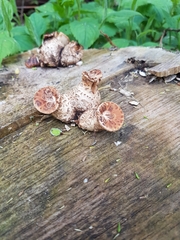 Cerioporus squamosus