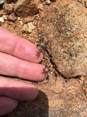 Githopsis diffusa diffusa