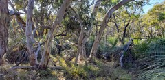 Eucalyptus leucoxylon