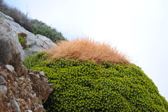 Euphorbia acanthothamnos