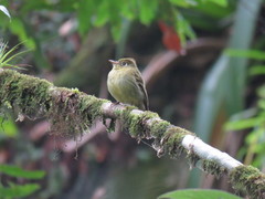 Empidonax flavescens