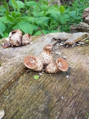 Cerioporus squamosus